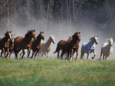 Horse movements into province restricted