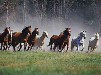 Horse movements into province restricted