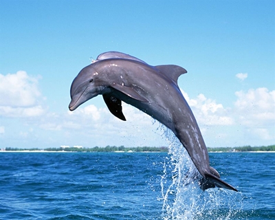 Two dolphins rescued in Western Cape