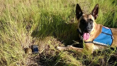 SA's first conservation detection dog