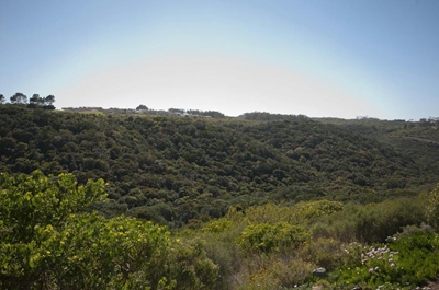 Visit Pezula indigenous forest