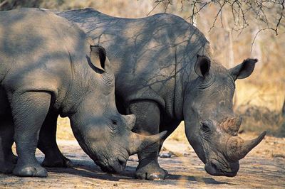 Zimbabwe rhino poaching drops in 2013, 750 animals remain