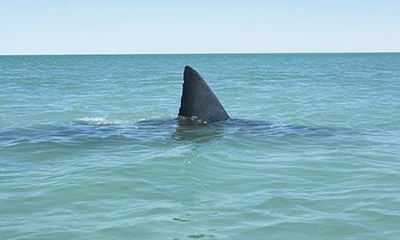 Bid fails to stop shark killing in Australia