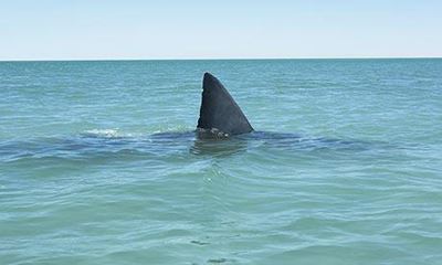 Bid fails to stop shark killing in Australia