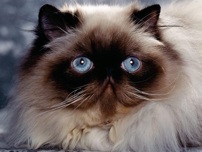 Cat takes US family hostage