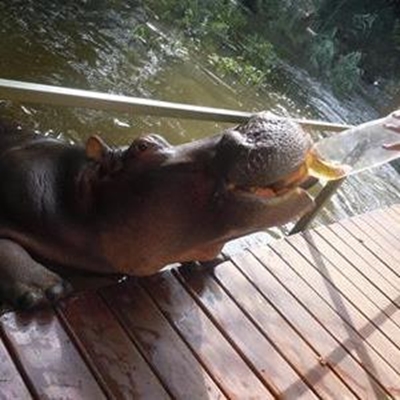 Jessica the hippo turns 14