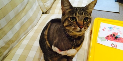 Reward to find cat shooter