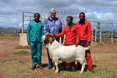 Oos-Kaap boerbokram behaal hoogste prys