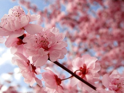 Spring arrives in Japan with first cherry blossoms