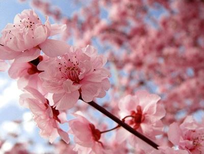 Spring arrives in Japan with first cherry blossoms