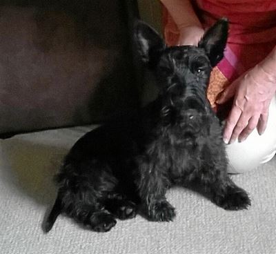 Gesin treur oor vermiste honde