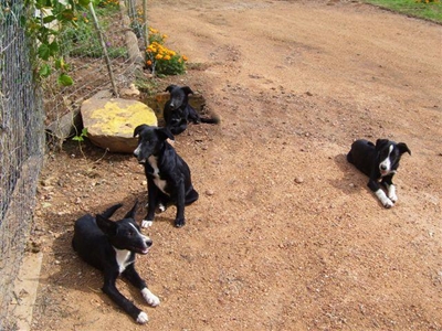Honde se eienaar gesoek