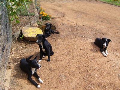 Honde se eienaar gesoek