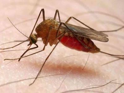 World Health Day focuses on vector-borne diseases