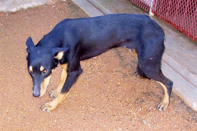 Opsoek na honde se eienaars