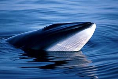Japan kills 251 minke whales in final Antarctic hunt
