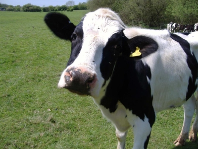 Reproduction management in a dairy herd