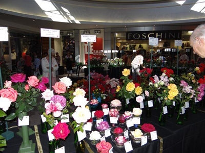 Rose Society Autumn Show