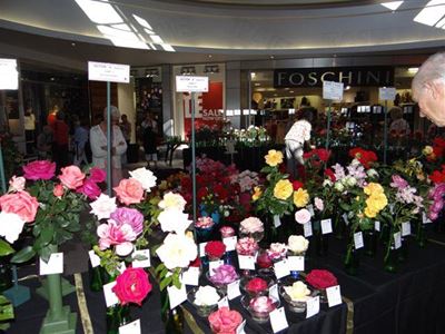 Rose Society Autumn Show