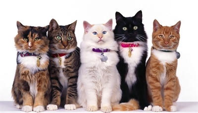 1st annual George Cat Show