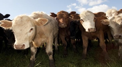 Ticks help spread lumpy skin disease among cattle