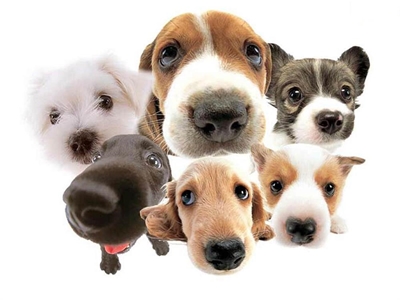 Slow Festival Dog Walk and Show