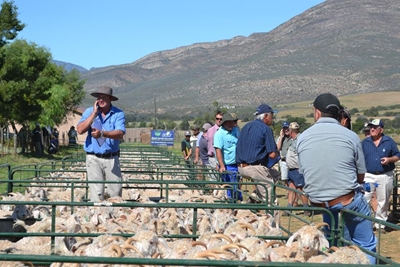 Angoraveiling: 2000 bokke onder die hamer