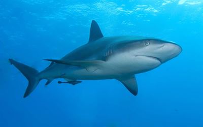 Oceans Research public meeting