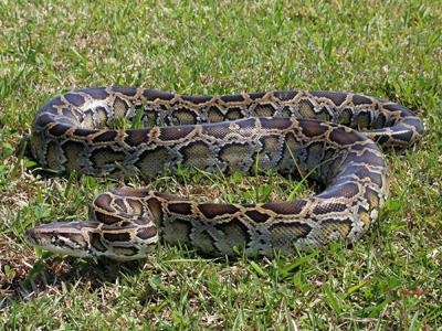 Missing python