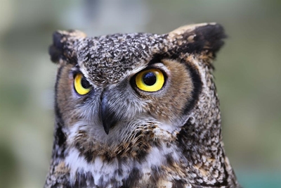 Owls to be used to combat rodents