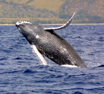 60% of Japanese support whale hunt