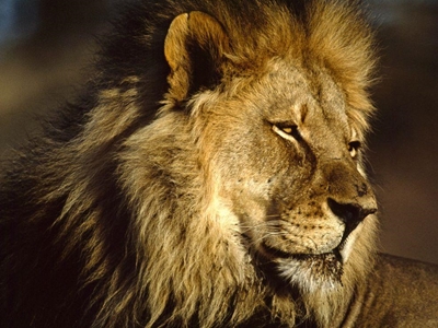 Wildlife sanctuary owners deny lion attack