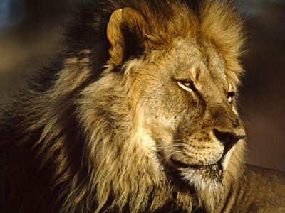 Wildlife sanctuary owners deny lion attack