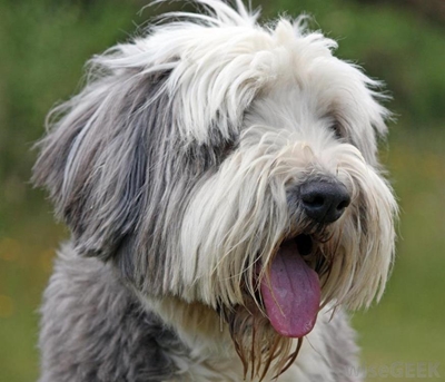 Fun Dog Show at Milkwood Primary