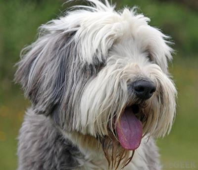 Fun Dog Show at Milkwood Primary
