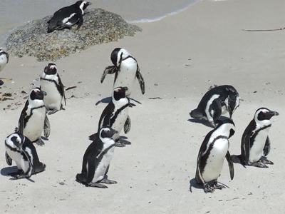 No jerseys for penguins