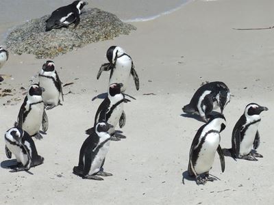 No jerseys for penguins