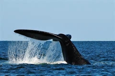 Whale season is here