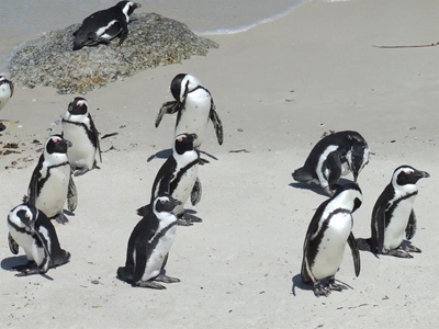 No jerseys for penguins