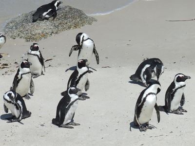 No jerseys for penguins