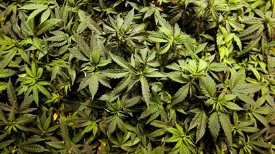 Marijuana cultivation now legal in Urugay
