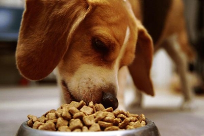 Mossel Bay SPCA needs dog food