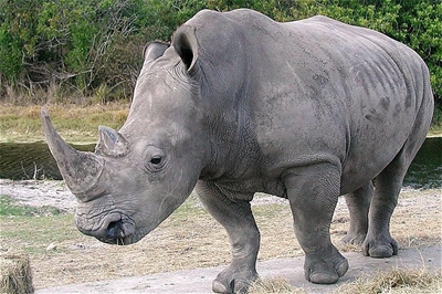 3 KwaZulu-Natal rhino dehorned