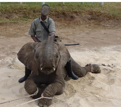 Two sides to elephant cruelty story
