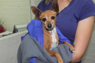 Lost dog seeking owners