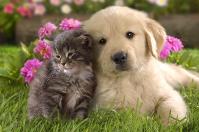 Important information for animal owners