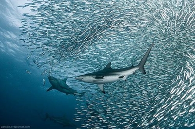 Where are the sardines?