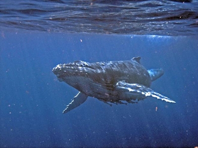 Humpback whale migration sightings
