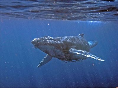 Humpback whale migration sightings