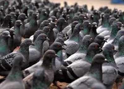 PETA urges Taiwan to probe cruelty in pigeon racing